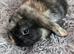 Female mini lops