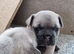 4 french bulldog puppies