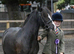 11.3/12hh 5 year old Mini Cob
