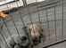 Cane Corso x Rottweiler puppies
