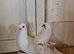 Kurdish pigeons