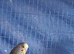 2 blue budgies