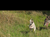 Beautiful lurcher female