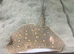 Motoro stingray