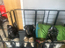 3 female puppy ready to home