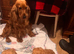 Quality Ruby F1 Cockapoo Puppies