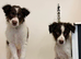 Red Piebold Border Collie
