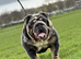 For sale English Bulldog