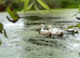 Indian Runner Ducks for sale