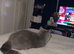 Beautiful Grey Cat &ldquo;Leona&rdquo; with Stunning Amber Eyes &ndash; Looking for a Loving Home