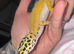 Green & Tangerine Clown Female