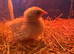 3 day old chicks