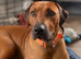 Rhodesian Ridgeback Pups