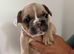 LAST 2 French Bulldog Boys Reduced £950