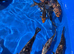 Koi mix 4-6 inch koi 5 for &pound;30