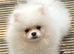 snow-white Pomeranians READY TO GO