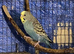 4 budgies for sale