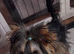 Male Yorkshire Terrier 2KG