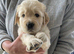 Golden retriever x flat coat retriever puppies