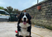 Gorgeous nearly 1 year old female pup