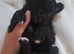 *3 boys left* Long coat chihuahua pups Ready to leave 9th July