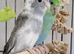 Parrotlets