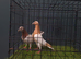Almond breeding pair