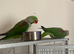 Pair of alexandrine parrots