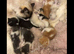 Ragdoll X Kittens