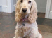 Health tested Show Cocker Spaniel
