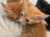 5 beautiful kittens available now