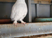 Pigeon for sale