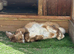 French lop Male Frank