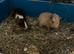 Baby guinea pigs for sale &pound;50 for both