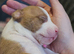 3 Adorable Puppies Looking for Their Forever Homes