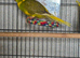 Stunning & Large Male Kakariki (3 Months Old) &ndash; Great Lineage!