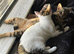 mapel and hanzel