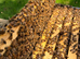 6 Frame Langstroth Nuc of Honeybees early Spring 2027