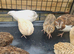 Jumbo Coturnix Japanese Italian English quails and also fertile eggs for sale !