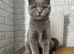 GCCF registered bsh blue boy