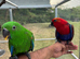 Hand reared 15 week old Eclectus