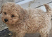 Miniature Poochon Boys F2
