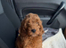 Cockapoo red female pup
