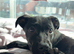 Cane corso cross staffy 14 weeks old