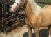 Gorgeous Palomino Welsh section B