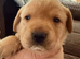 Superb KC Reg Labrador Puppies