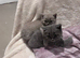 Persian Kittens