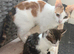 Two kittens