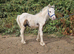 4 month old cob colt