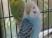 Pair of budgies